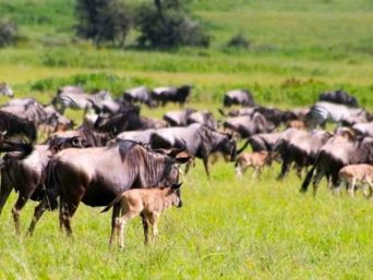 Wildebeest calving season