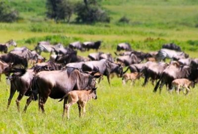 Wildebeest calving season